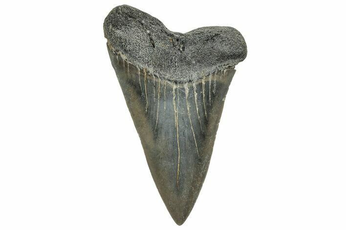 Large, Fossil Broad-Toothed Mako Tooth - South Carolina #329105